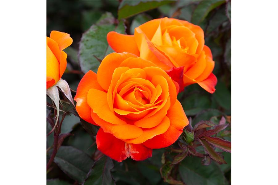 Hybrid Tea Bush